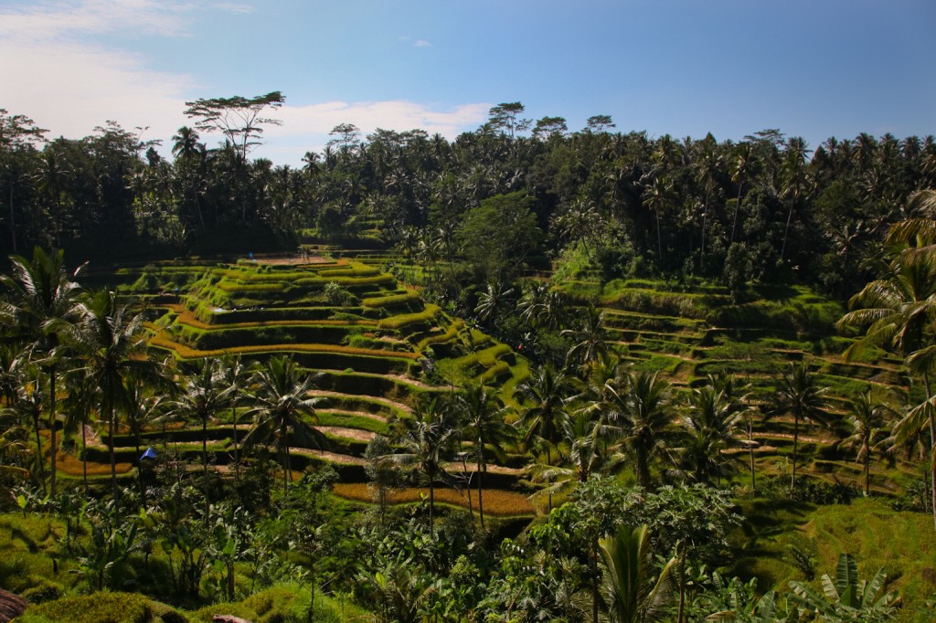 Luckily, I did not fall in these rice paddies