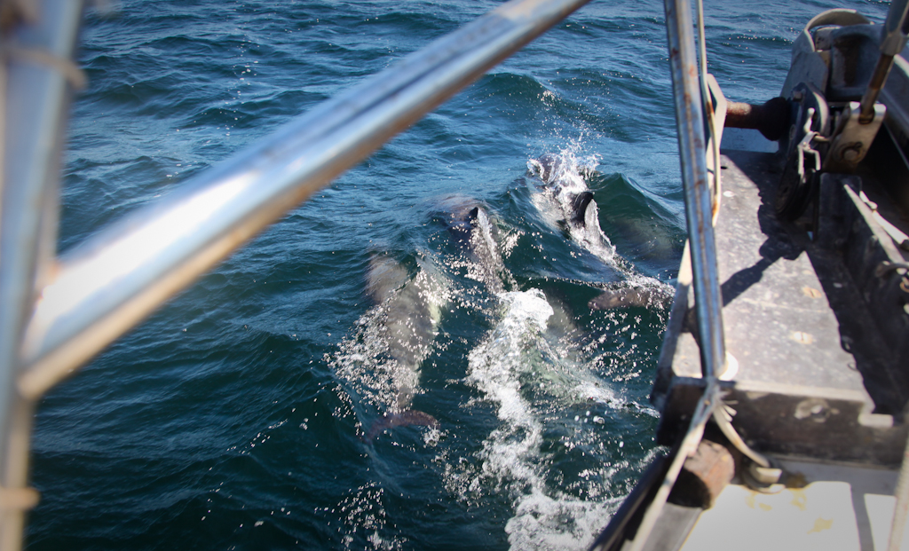 Dolphins before the bow wave