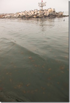 Jellyfish at the Entrance to Monterey