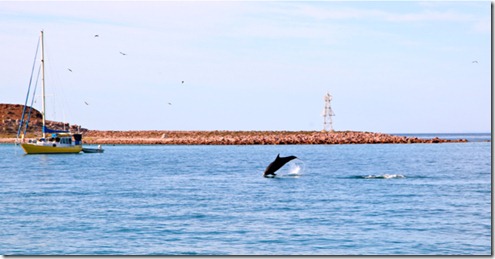 Dolphins Swimming Through the Anchorage at Isla San Francisco