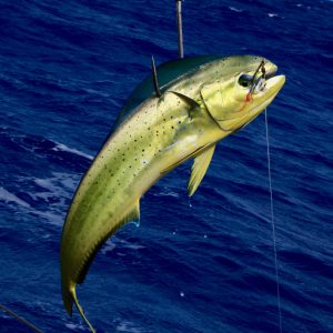 Mahi Mahi